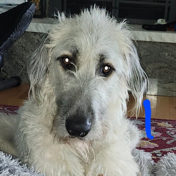 Meet your Posher, Juli - Picture 2 of 4